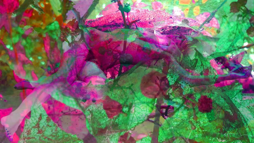 Lenny Psychedelic Flowers 20200816_111051 V2